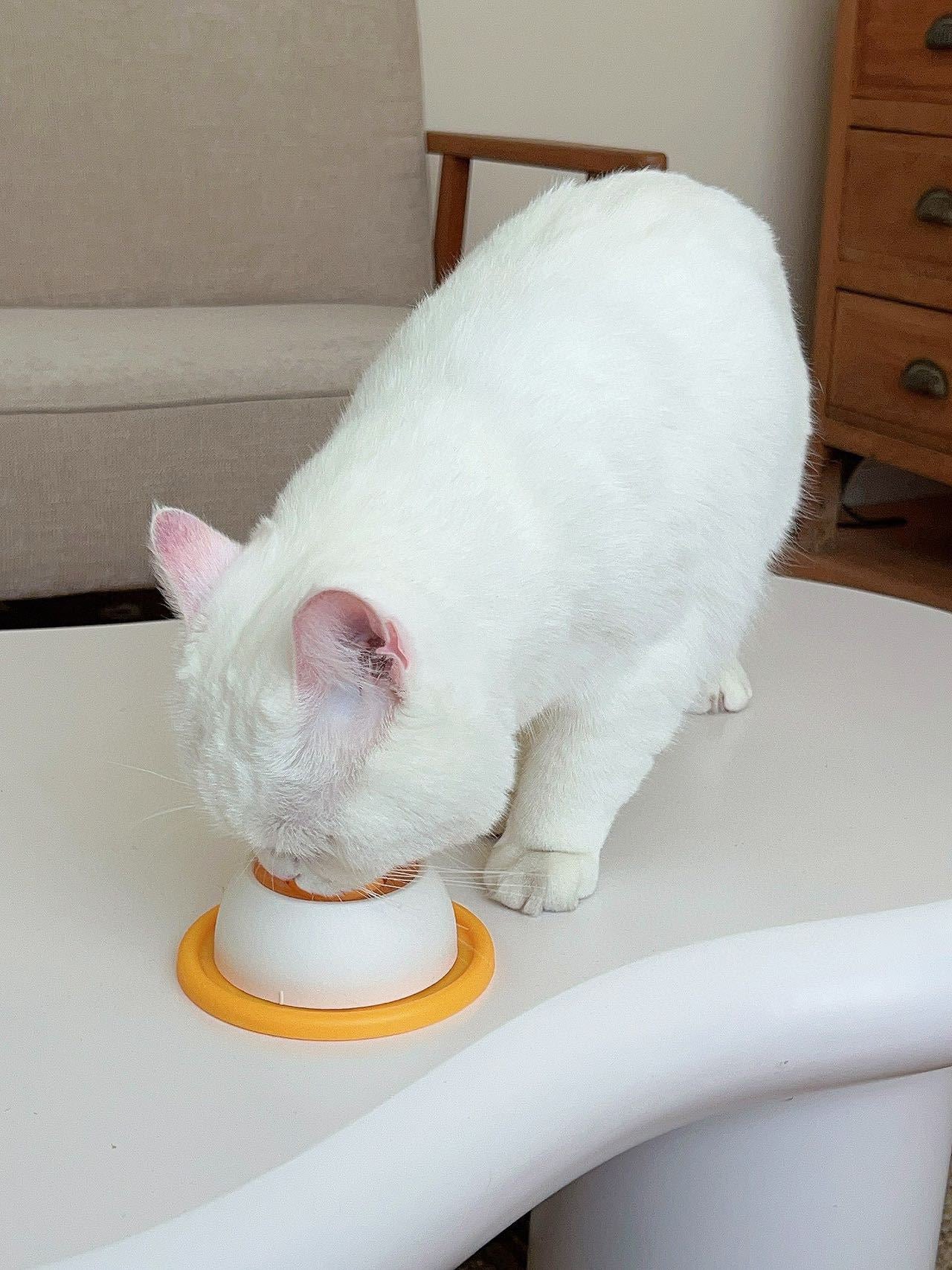 Slow Feeder Bowl for Cats & Dogs for Liquid Treats – Anti-Slip Licking Treat Dish, Interactive Enrichment Toy for Slow Eating